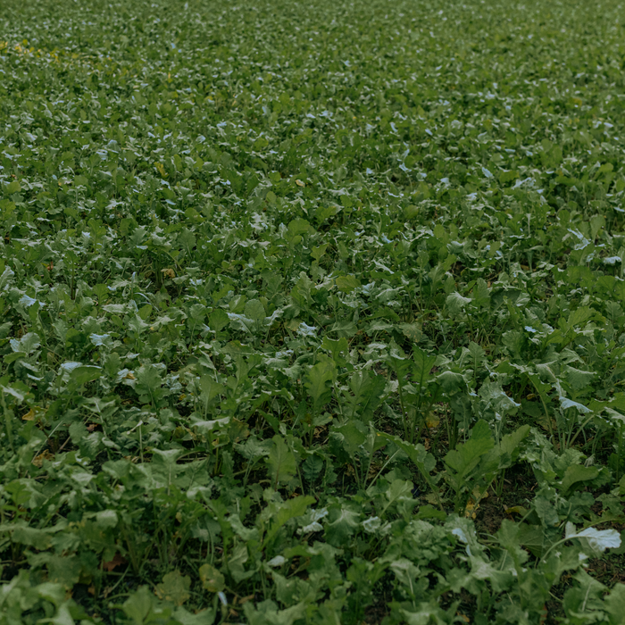 Radish+ - Rolling Hills Supply