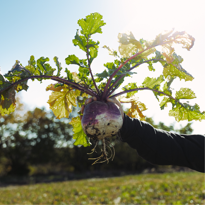 Turnips - Rolling Hills Supply