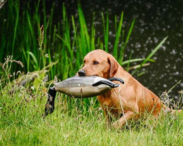 Dokken Canada Goose - Dokken Dead Fowl Trainer - Canada Goose Dummy