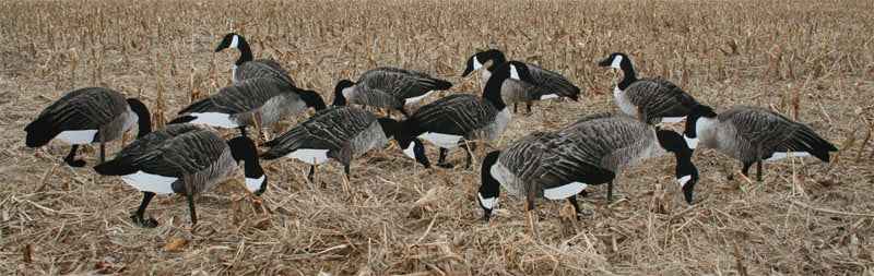 Real-Geese Pro Series Canada Goose Decoys - Silhouette Goose Decoys