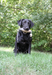 black lab retriever holding a huntemup dove dummy for training