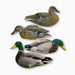 HEU Resting Mallard, Feeding Mallard, Resting hen, and feeding hen duck silhouettes
