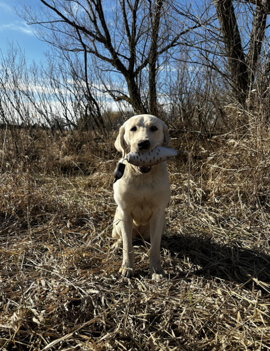 retriever training quail dokken dummy