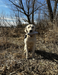 retriever training quail dokken dummy