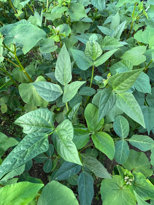 Motherload™ Food Plot Seed