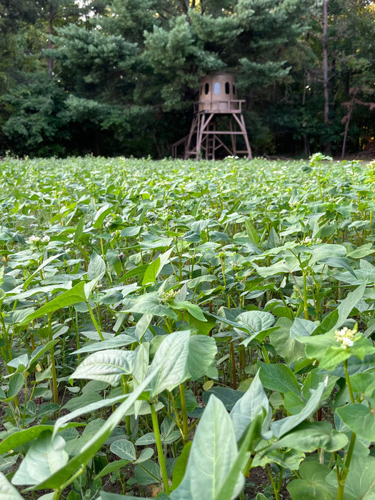 Motherload™ Food Plot Seed