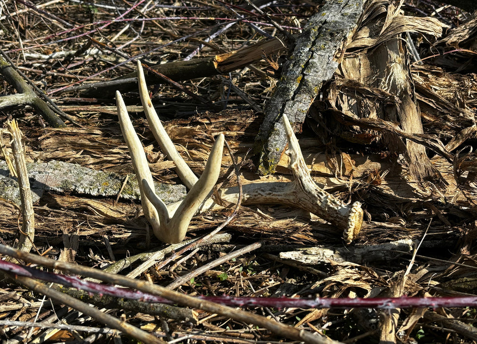 HuntEmUp Ultimate Shed Dog Training Bundle