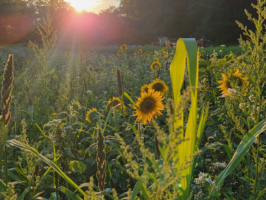 Dirty Bird™ Food Plot Seed
