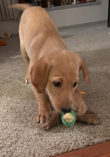 Mallard Duck Dog Toy: Durable Squeaky Dog Toy