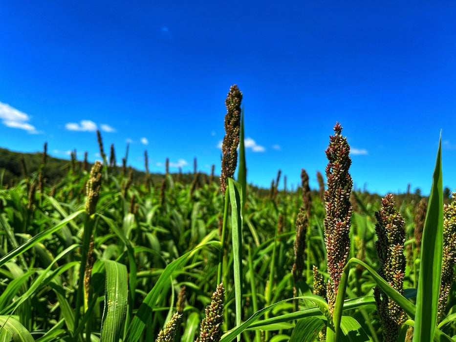 Dirty Bird™ Food Plot Seed