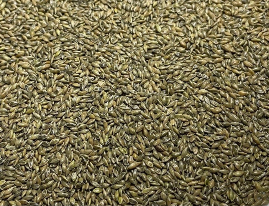 RC Big Rock Switchgrass Food Plot Seed