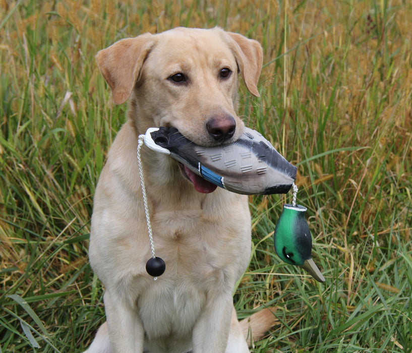 Retrieving duck training tool