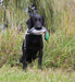 HUNTEMUP ULTIMATE DUCK DOG TRAINING DUMMY MALLARD