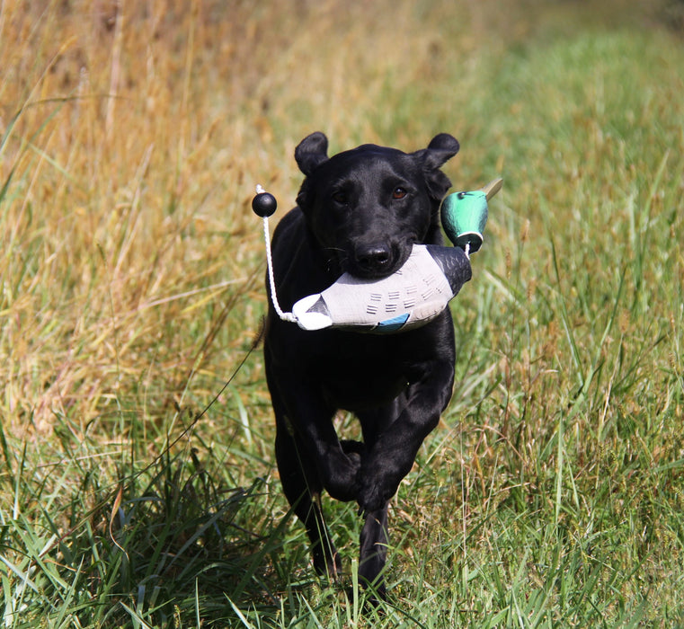 DUCK DOG TRAINING DUMMY MALLARD RETRIEVING DOG DUCK BUMPER