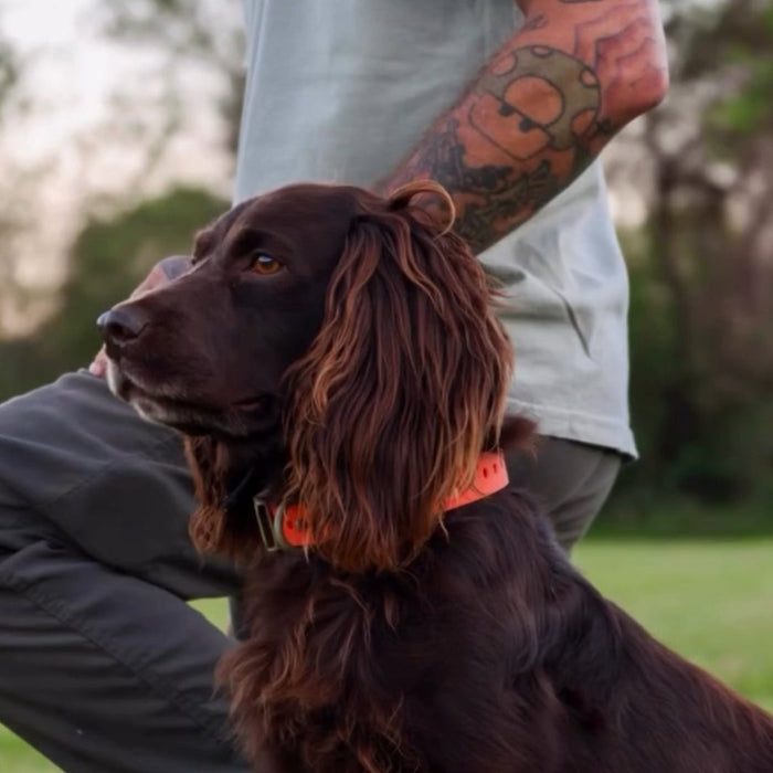Hoss Straps Field Collar