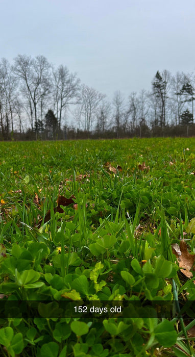 Hall Pass™ Food Plot Seed