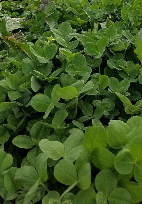 Comeback Kid™ Food Plot Seed