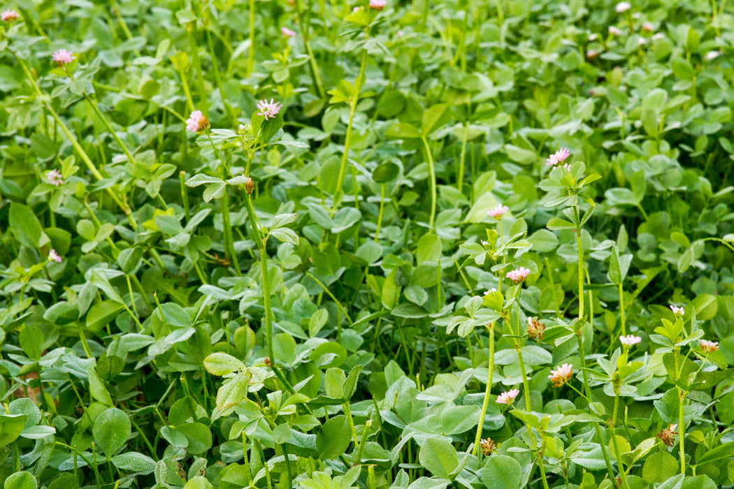 Buck It Clover Madness (Clover/Alfalfa)