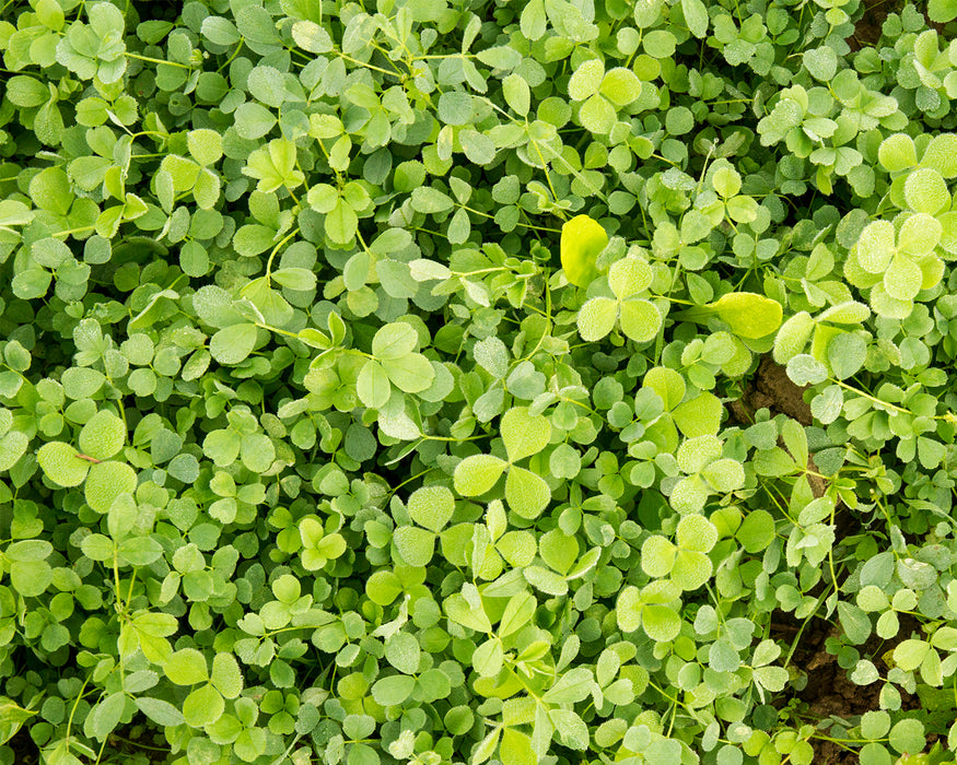 Buck It Clover Madness (Clover/Alfalfa)