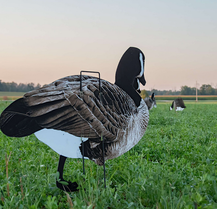 Real-Geese Pro II Lite Full-Color Goose Decoys – 1 Dozen