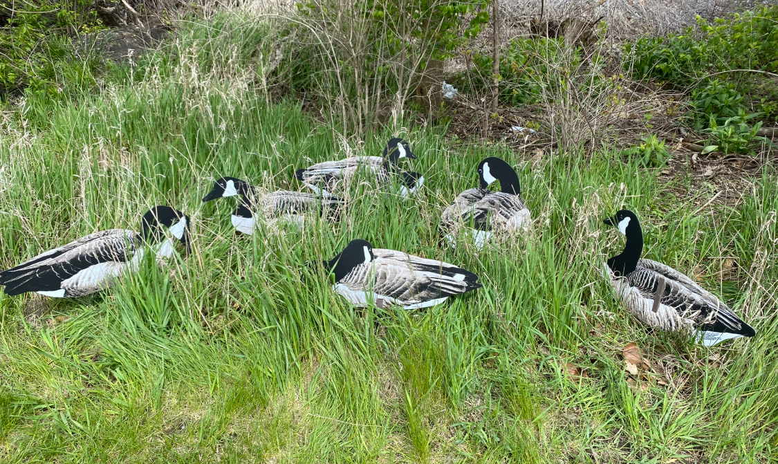 Real-Geese Pro Series II Sit’N Geese Silhouette Decoys – ½ Dozen