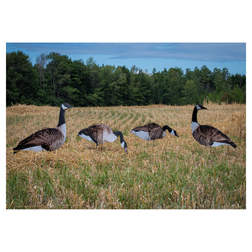 Real Geese Vivid Goose Decoys in field