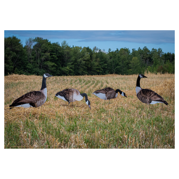 Real Geese Vivid Goose Decoys in field