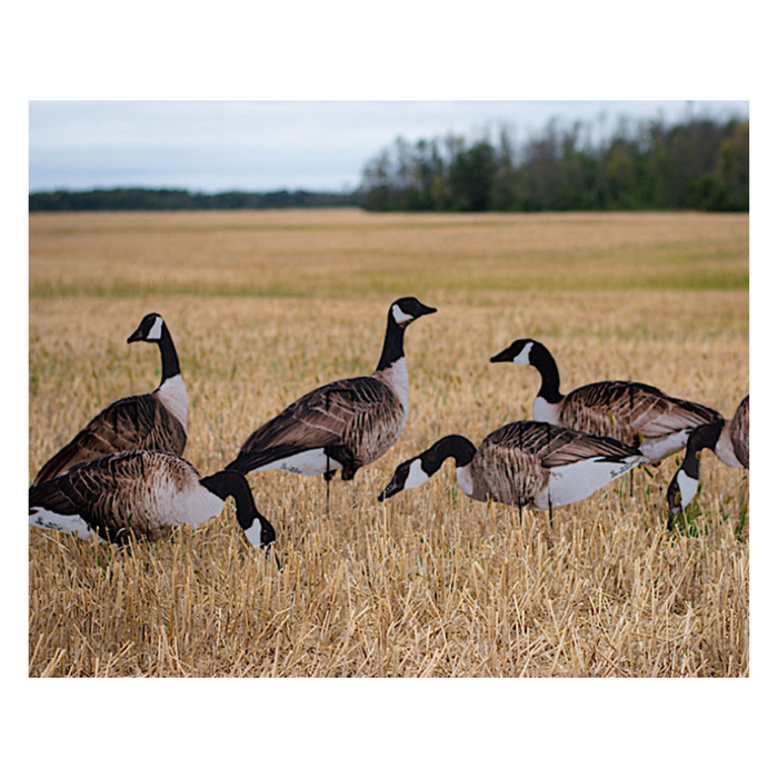 Real-Geese VIVID Series Canada Silhouette Decoys