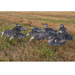 real geese pro series II econo black duck decoys in a field