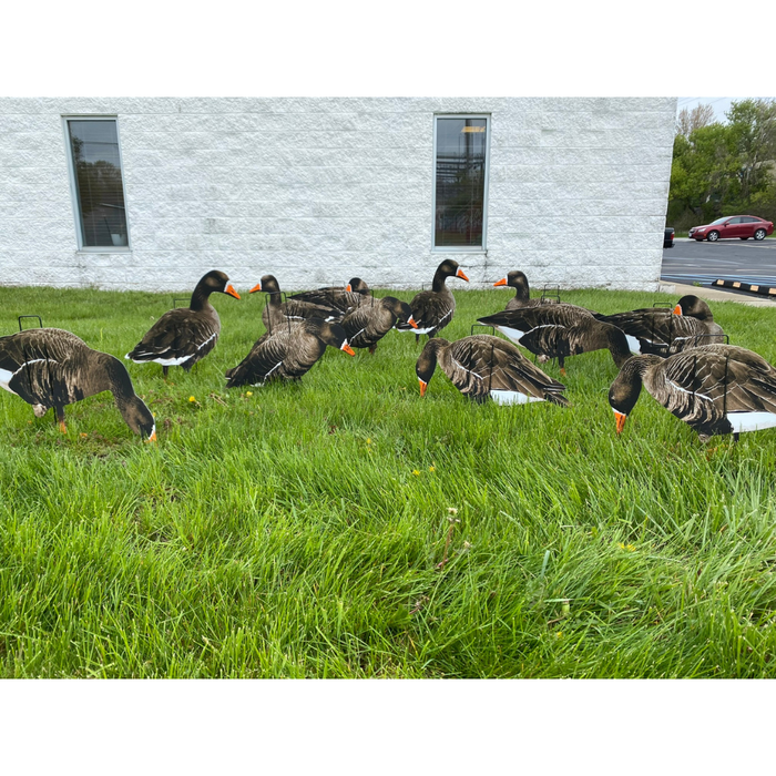 real geese specklebelly silhouette decoys geese in a field 