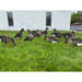 real geese specklebelly silhouette decoys geese in a field 