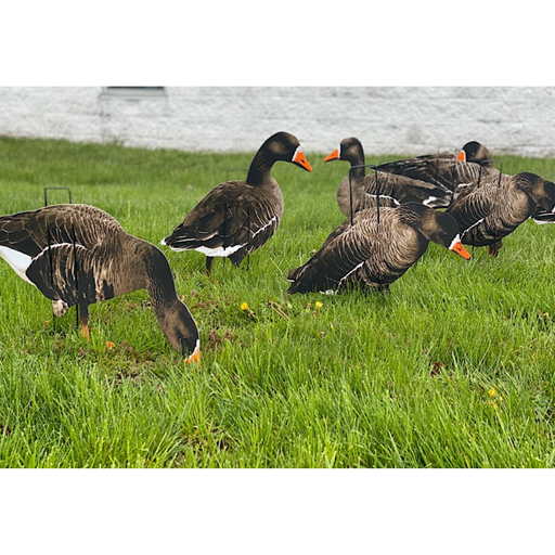 real geese pro lite II specklebelly goose silhouette decoys