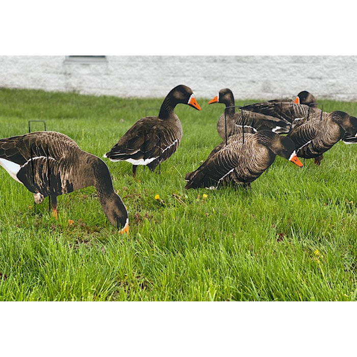 real geese pro lite II specklebelly goose silhouette decoys