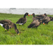 real geese pro lite II specklebelly goose silhouette decoys