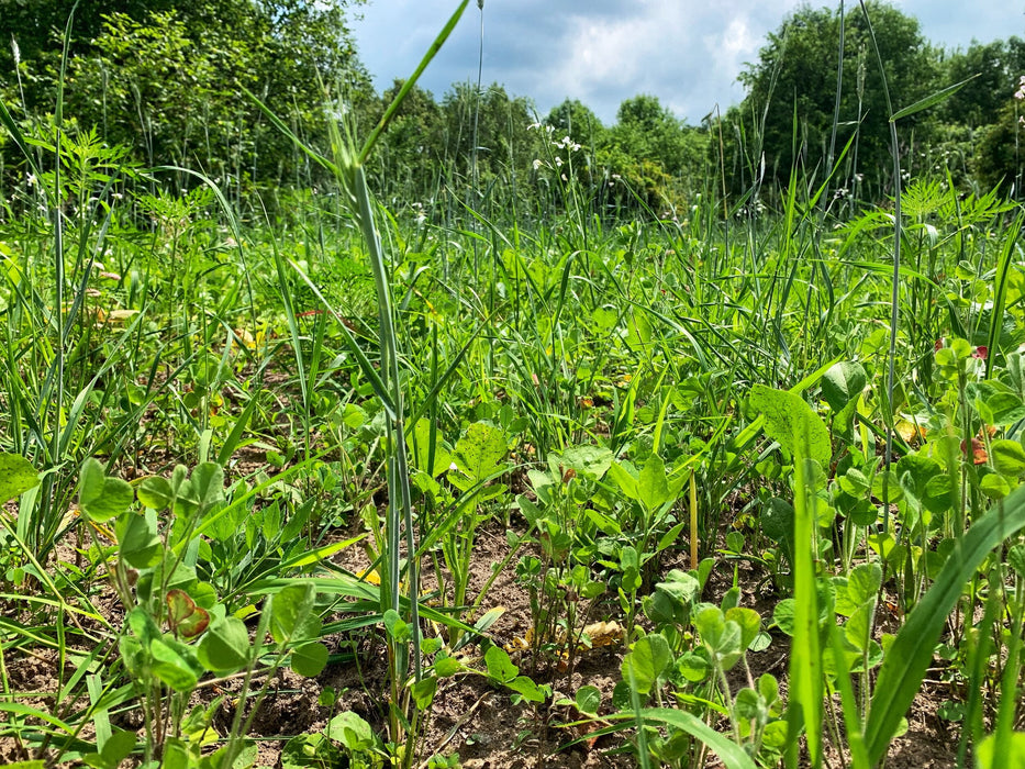 Overhaul™ Food Plot Seed