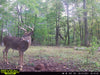 Reveal Tactacam Stockpile_Deer_Block