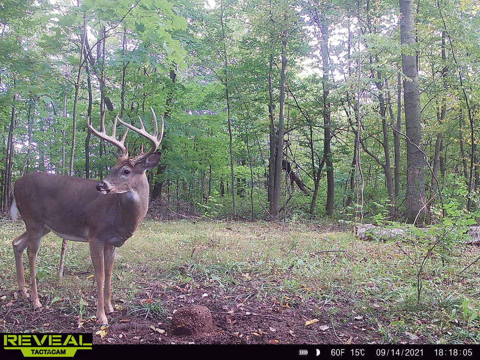 Reveal Tactacam Stockpile_Deer_Block
