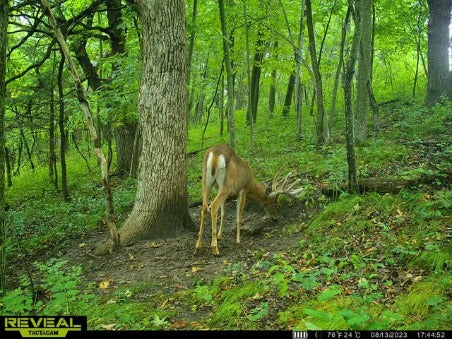 Reveal pro 3.0 trail camera footage