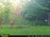 Reveal tactacam trail camera footage of deer - No Glow
