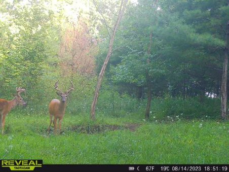 Reveal tactacam trail camera footage of deer - No Glow