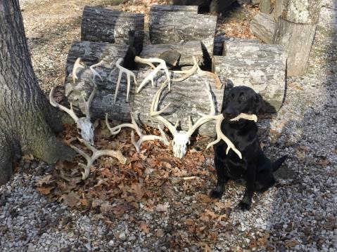 HuntEmUp Ultimate Shed Dog Training Bundle