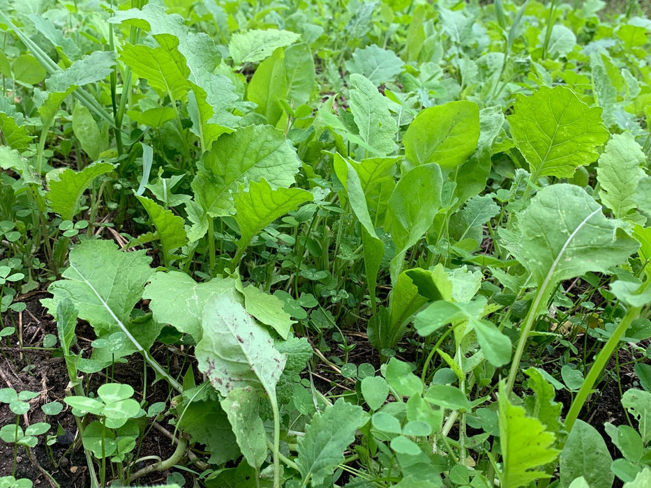 Sugar Momma™ Food Plot Seed