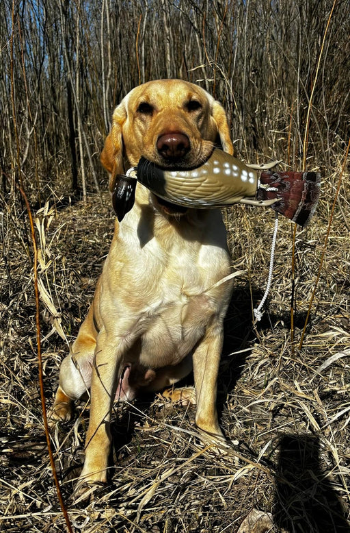 Ultimate Grouse Dog Training Scent