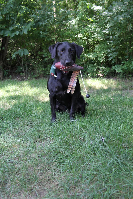 Ultimate Pheasant Dog Training Dummy