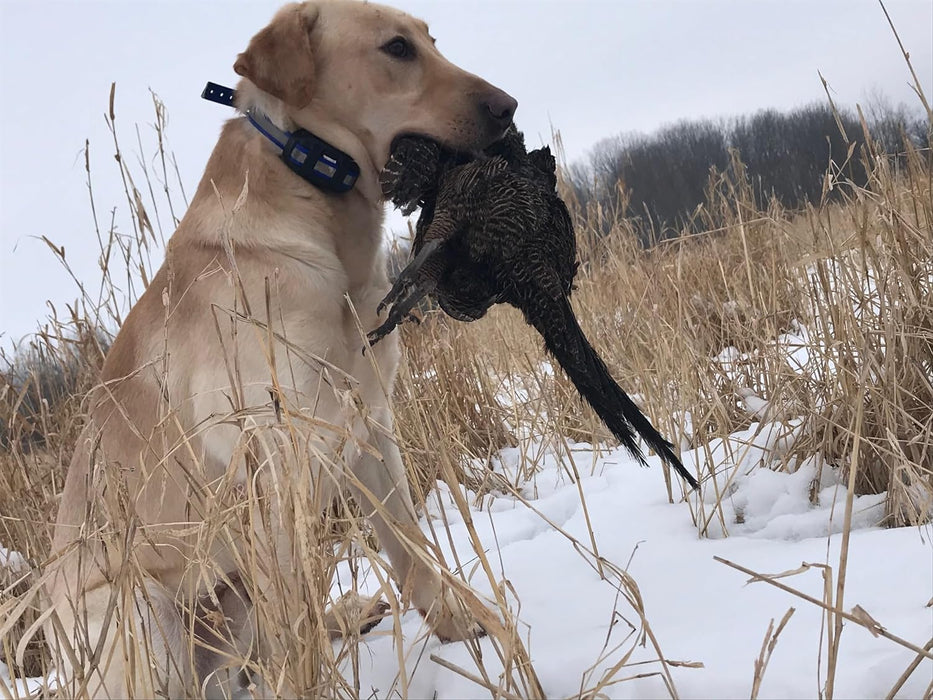 Ultimate Pheasant Dog Training Dummy