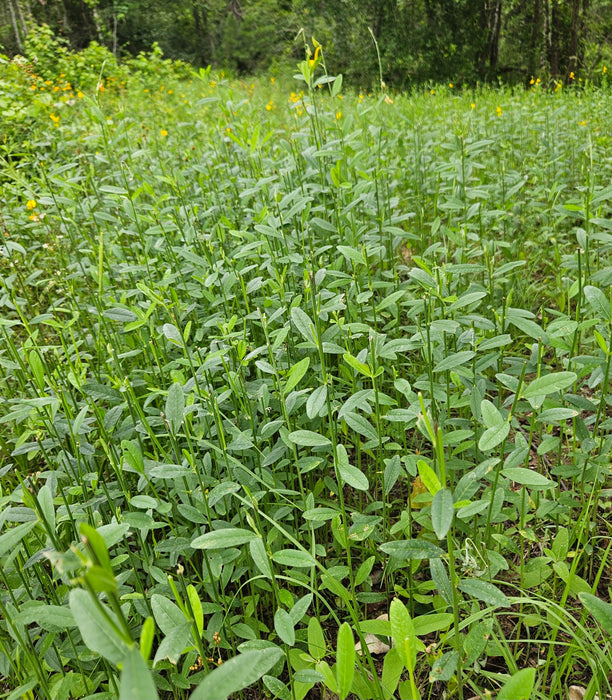 Buck Weed High Protein Food Plot Seed