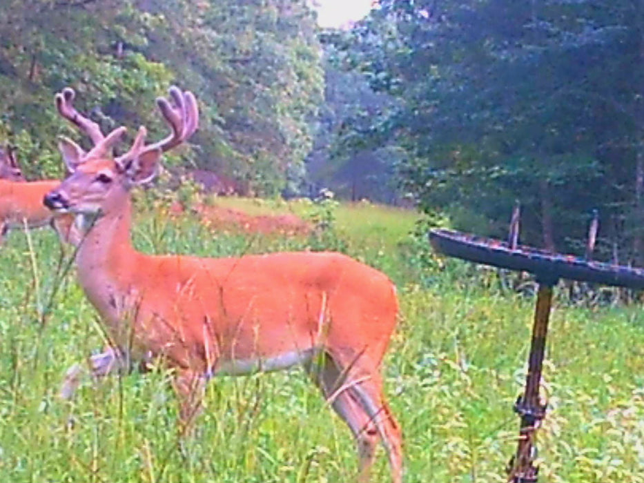Buck Weed High Protein Food Plot Seed