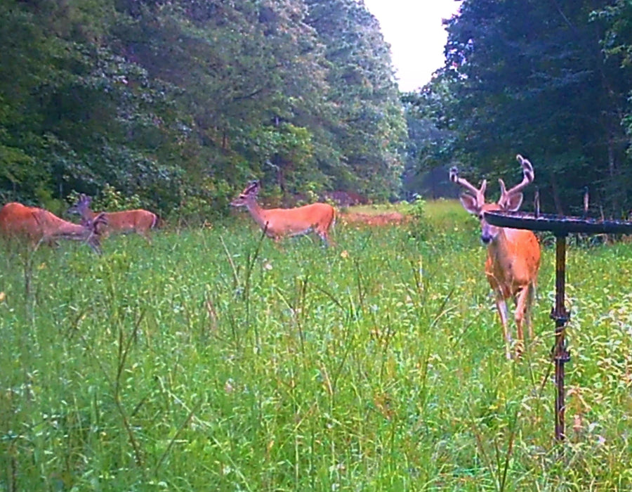 Buck Weed High Protein Food Plot Seed