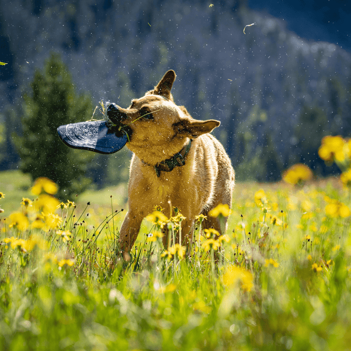 Monster K9 Aero Disc | Heavy Duty Dog Frisbee for Aggressive Chewers