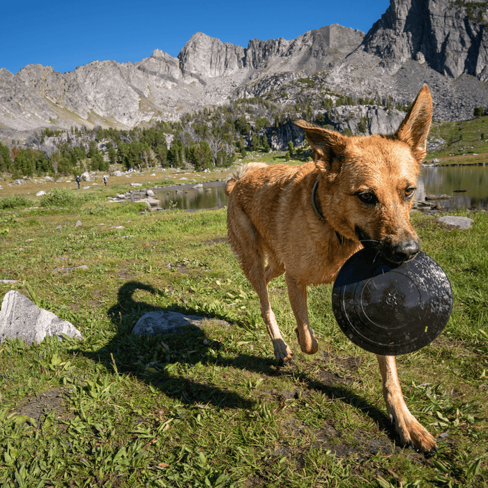 Monster K9 Aero Disc | Heavy Duty Dog Frisbee for Aggressive Chewers